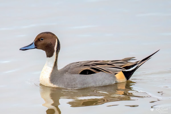 Pintail