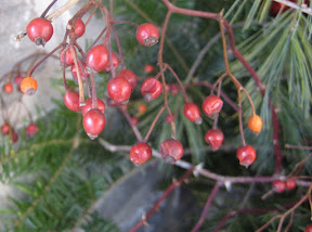 Rosehips