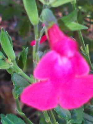 flor de salvia