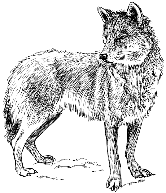 Realistic Wolf Coloring Pages To Print