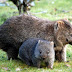 wombat 