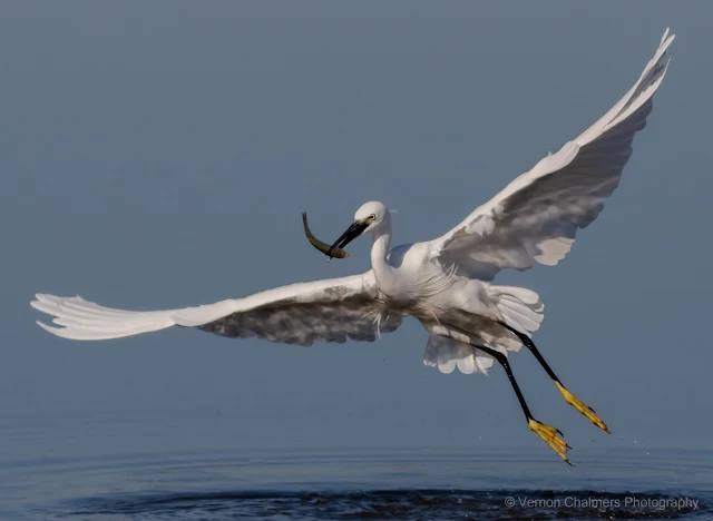 Little Egret Fishing in The Diep River, Woodbridge Island - Copyright Vernon Chalmers