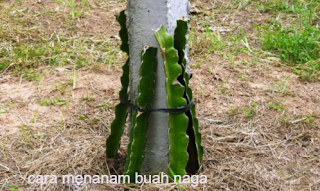 cara menanam buah naga agar cepat berbuah