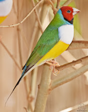 Diamante de gould