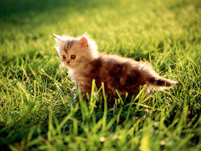 foto de gatito pequeño 