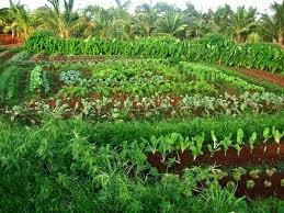 Nhu cầu cải tạo và những lưu ý khi cải tạo vườn trồng rau