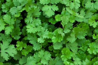 Cilantro has delicate, feathery leaves that are typically a bright green color.
