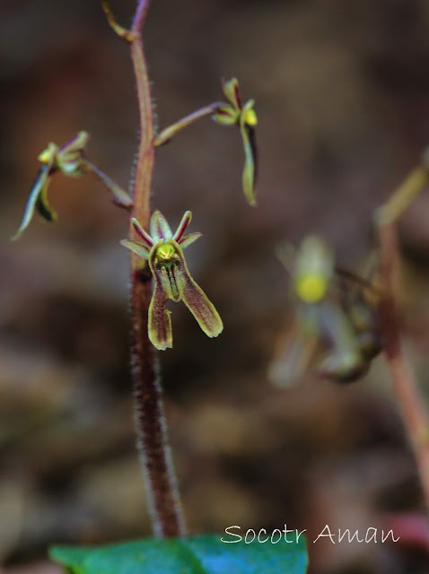 Neottia japonica