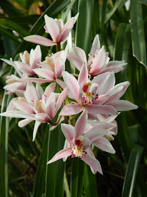 Cymbidium insigne Sweetheart at the Allan Gardens Conservatory by garden muses-not another Toronto gardening blog