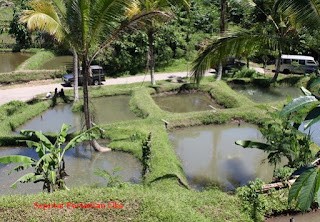 Tips Sukses Budidaya Ikan Patin Pada Kolam Tanah