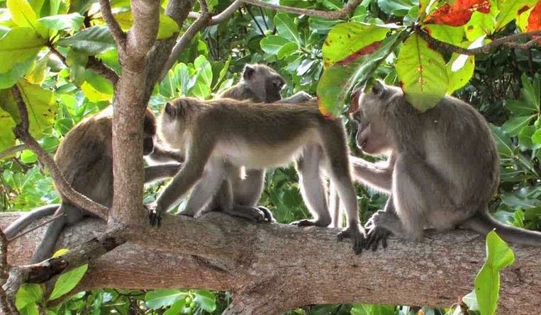 Hewan yang Masih Sering Dijumpai di Gunung Jelajah Nusantara