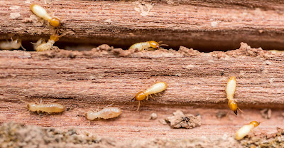 termite treatment Brisbane