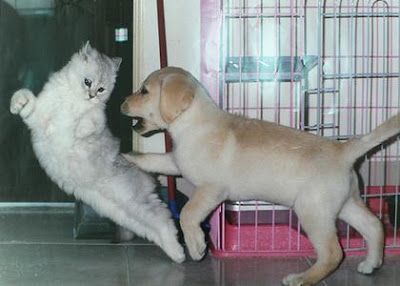 Dog fight