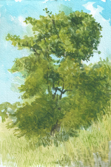 Watercolor sketch of tree in strong sunlight, seen looking up from below.