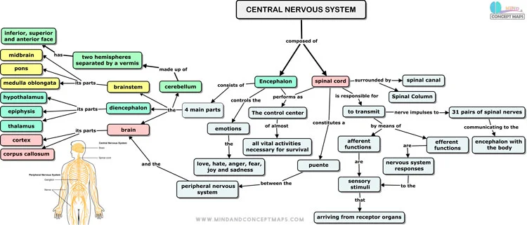 Conceptual map of the central nervous system