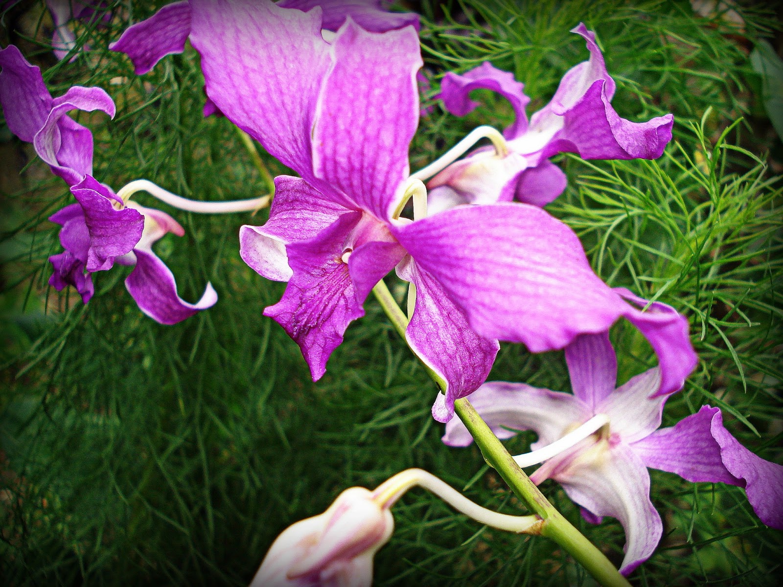 Keindahan Bunga Orkid Desa Relaks Minda