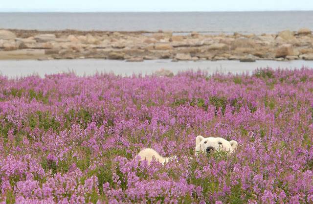 Fotógrafo registra imagens de Ursos polares brincando em campos de flores durante o verão