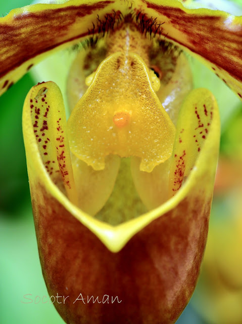 Paphiopedium chamberiainianum