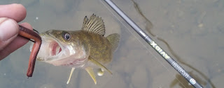 potomac river walleye