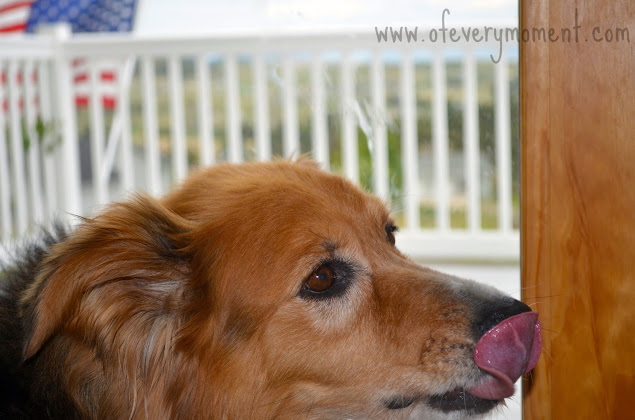 Cute dog licking her nose