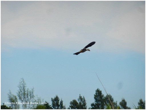 Pato silvestre volando - Chacra Educativa Santa Lucía