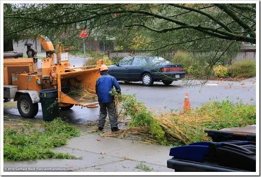 Today the tree service came in addition to removed 2 bamboos in addition to an Artistocrat pear tree Before in addition to after: what a crew of professionals tin create inwards 5 hours