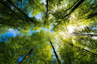 fungsi hutan bagi manusia dan lingkungan