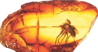 Amber Fossil