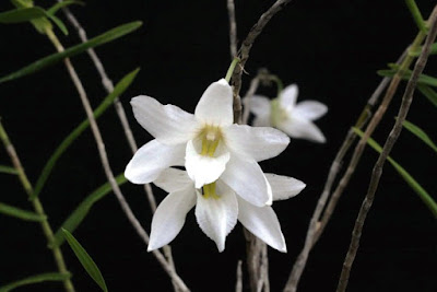 Dendrobium auriculatum care and culture