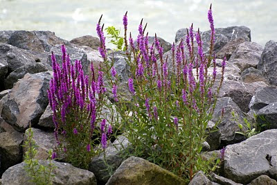 Grote Kattenstaart - Kattesturt - Lythrum salicaria