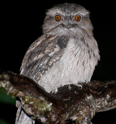 Tawny Frogmouth (Podargus strigoides)