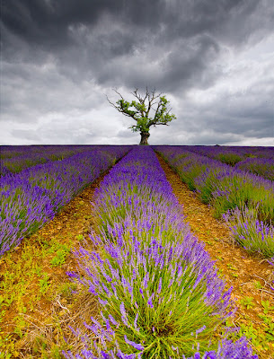 Arbol en la colina - Tree on the hill