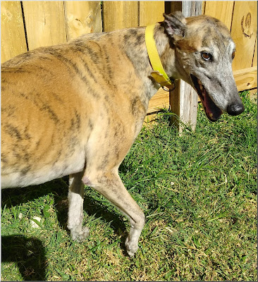 Fella at Friends of Greyhounds