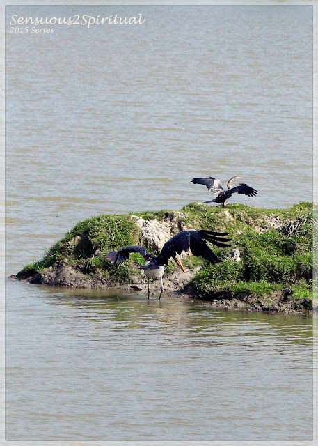 Darter Bird, Stork, Kaziranga National Park, Wildlife, Sanctuary