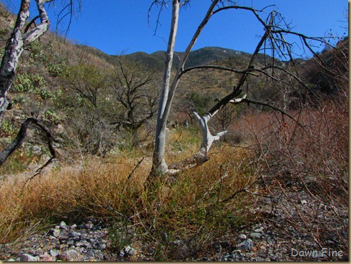 tubac bridge , madera canyon_102