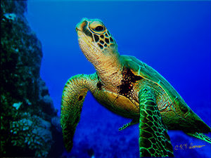 Green Sea Turtle