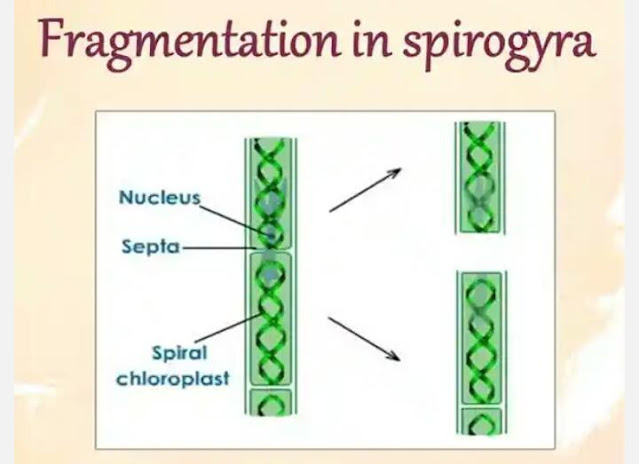 Fragmentation in spirogyra - 12th biology