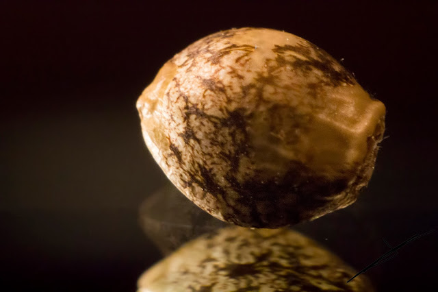 Fotografía macro de una semilla