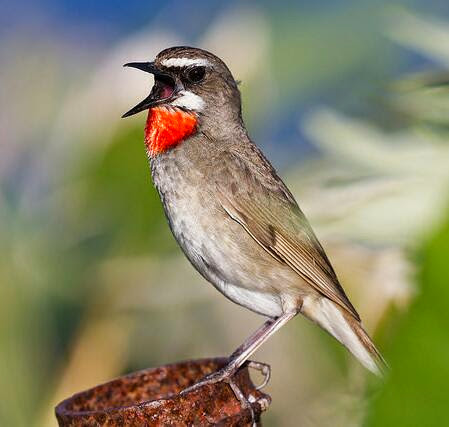 Burung siberian rubythroated bersuara merdu