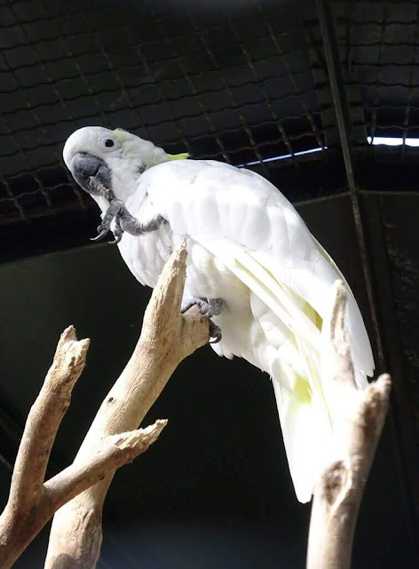 Catatua-de-crista-amarela (Cacatua galerita)  