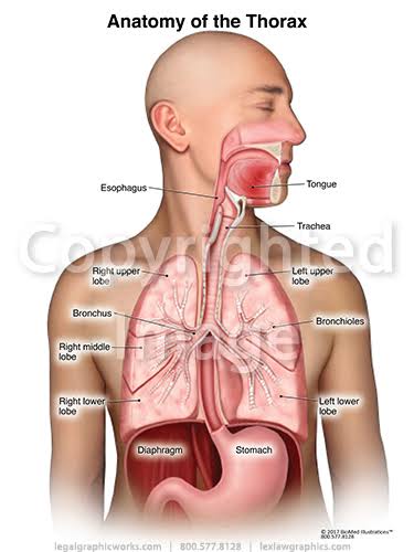 ڍِڍ  Thorax 💎اصغر ساگر💎