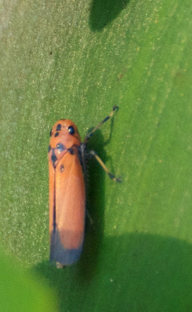 Orange leafhopper (Bothrogonia sp)