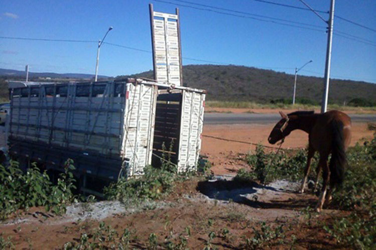 01-recolhimento-de-animais-em-brumado-12-10-achei-sudoeste