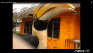 Animasi+Burung+Enggang+6