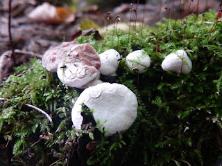 Entoloma abortivum - Entolome abortif - Clitopile avorté - Entolome avorté