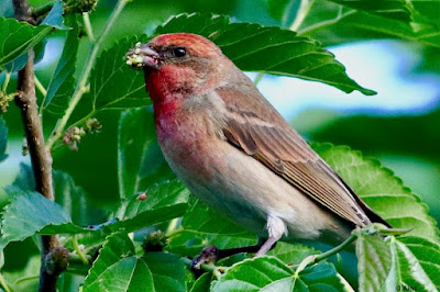 "Common Rosefinch, passage migrant, feeding  on mulberries."