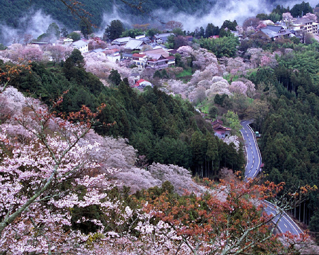 Japan's Cherry Blossom Season