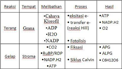reaksi terang dan gelap reaksi terang dan gelap