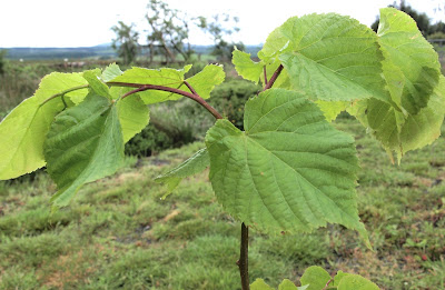 An image of lime (Tilia cordata) leaves