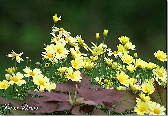 Argyranthemum_August